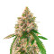 Wedding Cake Autoflower Feminized Seeds (Easy Grow Seeds)
