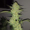 Graines de cannabis Super Skunk (White Label)