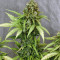 Amnesia Bilbo Auto Seeds