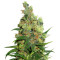 Amnesia Bilbo (Genehtik Seeds)