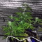 Auto New York City Diesel Seeds