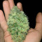 Graines de cannabis Big Bomb (Bomb Seeds)