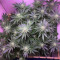 Big Bud XXL (Ministry Of Cannabis)