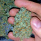 Big Freeze Seeds