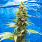 Black Jack Seeds