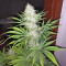 Congo x Kali China Seeds
