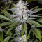 Ghost Train Haze #1 Seeds
