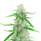 Grandaddy Purple Autoflower (Herbies Seeds)