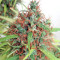 Honduras Seeds