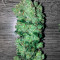 Keramatic Auto feminized seeds
