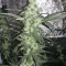 King Kong Seeds