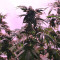 Graines de cannabis LA Confidential (DNA Genetics)