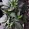 Graines de cannabis LA Widow (Kera Seeds)