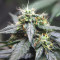 La Diva Auto (Delicious Seeds)
