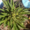 Semi femminizzati Monster Bruce Banner