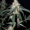 Nepal Jam regular (Ace Seeds)