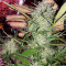 Northern Light X Big Bud (World of Seeds) Cannabis-Samen