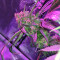 Peyote Purple Regular seeds