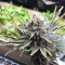 Graines de cannabis Purple Kush (Kannabia Seeds)