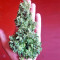 Sandstorm (CannaBioGen)