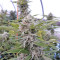 Strawberry Banana feminized seeds