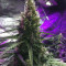AK420 Autoflower strain