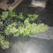 Semi femminizzati di Berry Bomb Auto