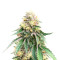Birthday Cake (Herbies Seeds)