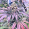 Sementes Feminizadas de Blue Sunset Sherbert (Barney’s Farm)