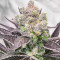 Bruce Banner # Feminized Seeds (AlphaFem Seeds)
