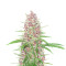 Auto CBD Haze (1:1) (Herbies Seeds)