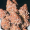Chempie Seeds