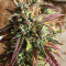 Semi femminizzati Girl Scout Cookies Auto (Auto Seeds)