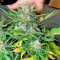 Lemon Haze Auto (Expert Seeds) feminized seeds