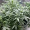 Tangie'matic Seeds