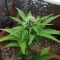 West Coast O.G. Seeds