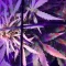 Semi di cannabis fem Gelato Auto in vendita