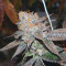 Brain Cake feminized seeds for sale