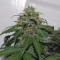 G14 Seeds
