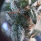 Shogun feminized seeds for sale: information and reviews