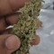 Glue Sherbert Seeds (AlphaFem Seeds) - Cannabis Strain Seeds for Sale