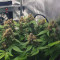 Purple Punch Seeds - Cannabis Strain Seeds for Sale