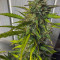 Solomatic Auto CBD Seeds - Cannabis Strain Seeds for Sale
