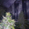Venta de Wedding Cake (Original Sensible Seeds) | Semillas de marihuana feminizadas