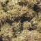 Auto Super Skunk (Auto Skunk) Seeds
