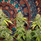 Achetez des graines féminisées Wedding Cookies par Original Sensible Seeds
