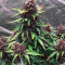 Skywalker OG Seeds - Cannabis Strain Seeds for Sale