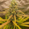 Vente de graines de cannabis Blueberry OG (Barney's Farm)