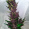 Purple Punch Seeds (Seedstockers) - Cannabis Strain Seeds for Sale
