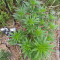 Achetez des graines féminisées Grandmommy Purple par Herbies Seeds